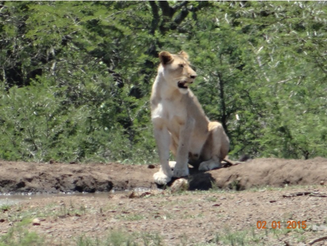 Lioness gazes after she has a drink of water on our Durban safari tour