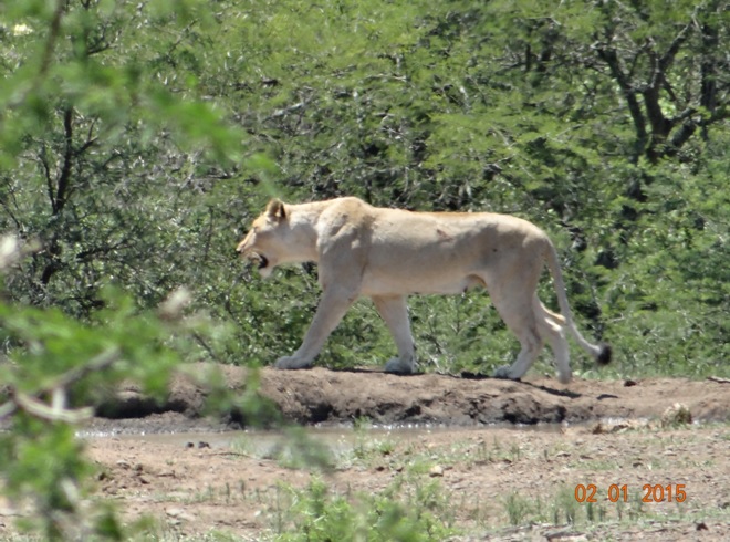 Lioness walks away after a drink of water on our Durban safari tour