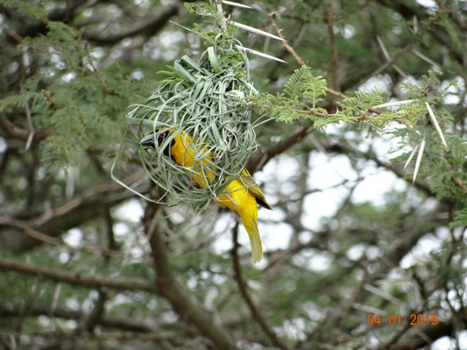 Masked Weaver makes his nest on our Durban safari tour