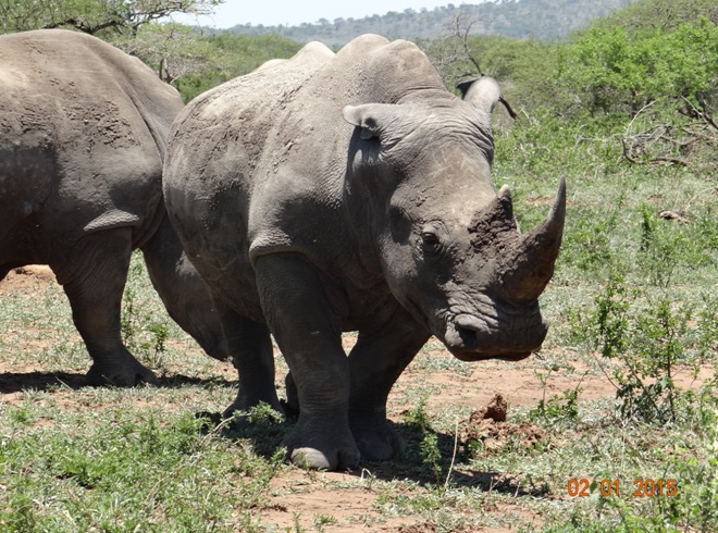 Rhino seen on our Safari from Durban