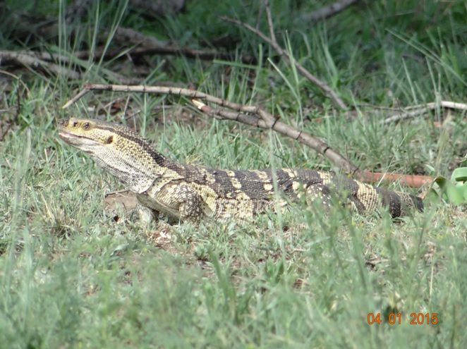 Rock Monitor seen on our Hluhluwe Imfolozi safari