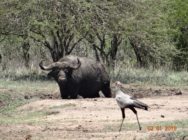 Secretary bird and a Buffalo seen on our Durban safari tour