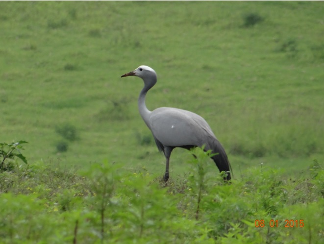 South Africas national bird the Blue Crane