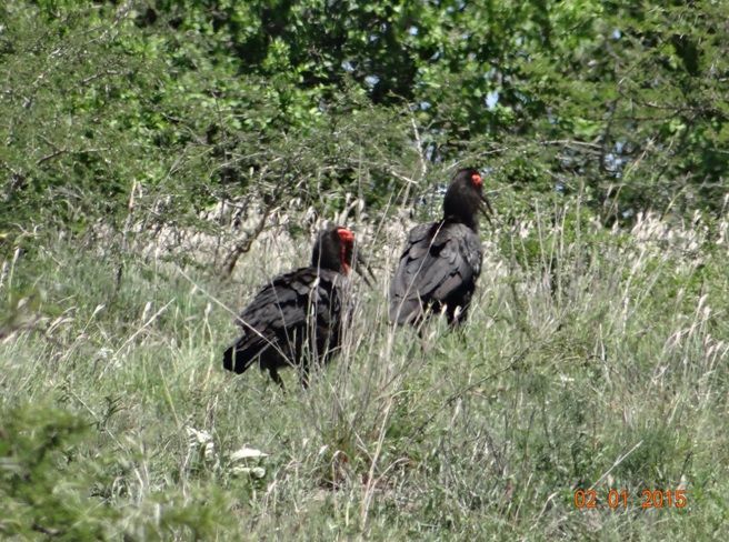 Southern ground Hornbills seen in Hluhluwe Imfolozi game reserve