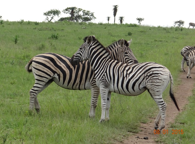 Zebras on our Durban safari tour to Tala game reserve