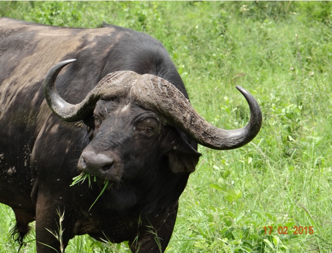 Durban 2 day safari; Buffalo Bull