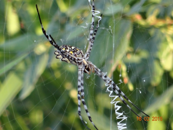 Durban 2 day safari; Bush walk, Orb Spider
