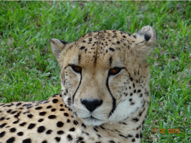 Durban 2 day safari; Cheetah