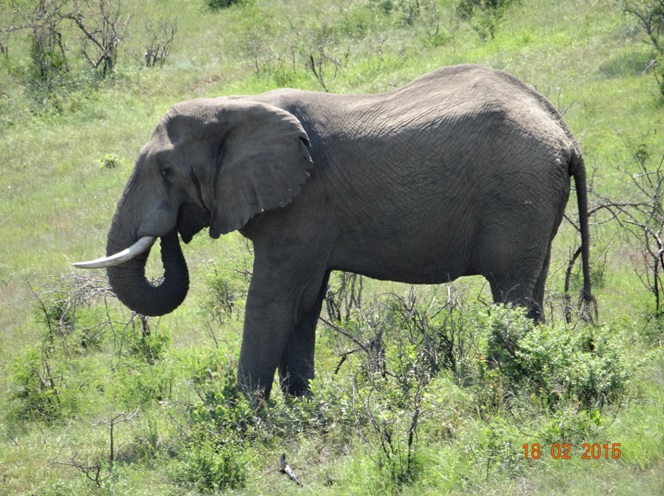 Durban 2 day safari; Elephant