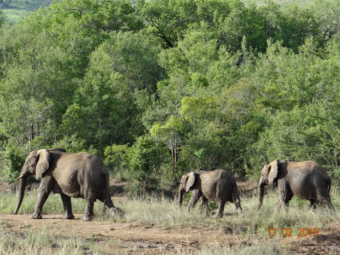 Durban 2 day safari; Elephants