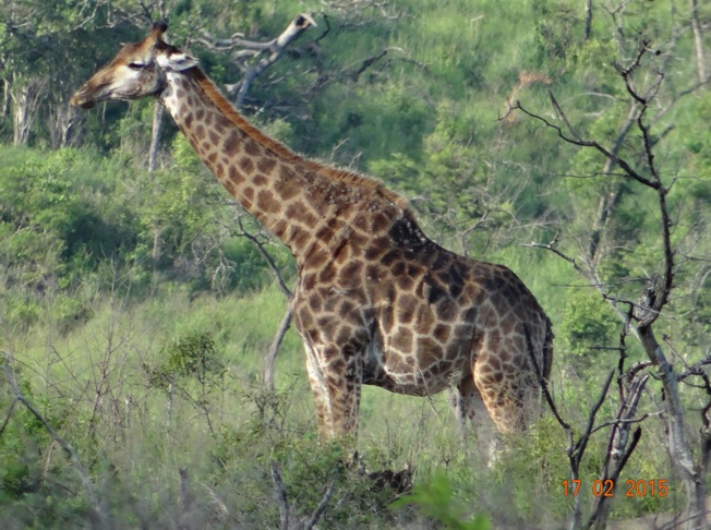Durban 2 day safari; Giraffe