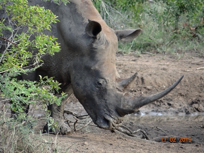 Durban 2 day safari; Rhino