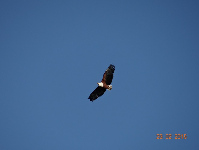 Durban 2 day safari tour; African fish eagle in flight