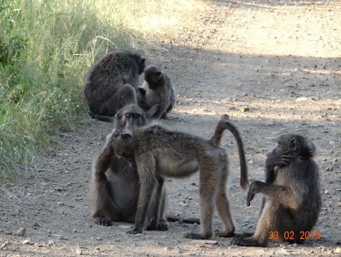 Durban 2 day safari tour; Baboons grooming