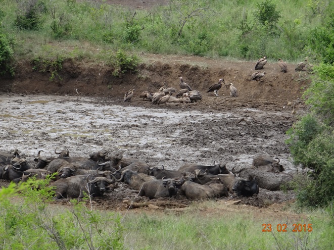 Durban 2 day safari tour; Buffalo in the mud while Vultures feed on a carcas