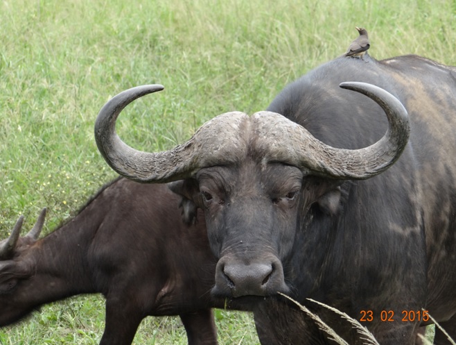 Durban 2 day safari tour; Buffalo