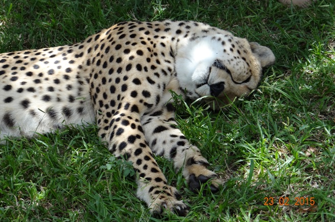 Durban 2 day safari tour; Cheetah