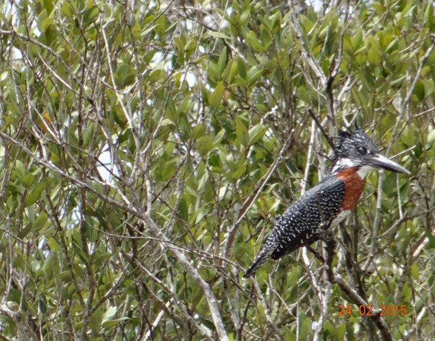 Durban 2 day safari tour; Giant Kingfisher at St Lucia