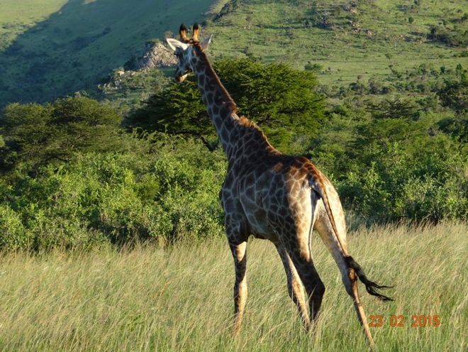 Durban 2 day safari tour; Giraffe walking