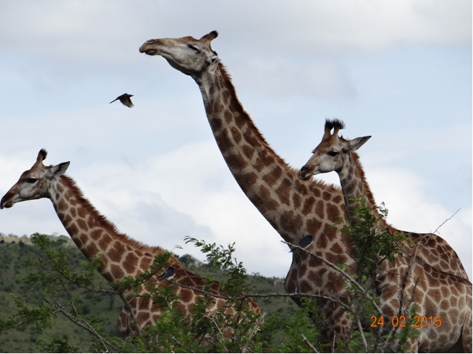 Durban 2 day safari tour; Giraffe