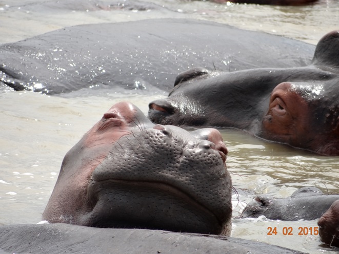 Durban 2 day safari tour; Hippos at St Lucia