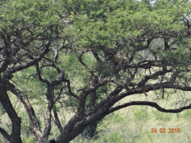 Durban 2 day safari tour; Hluhluwes Tree climbing Lions