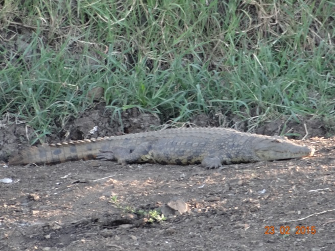 Durban 2 day safari tour; Nile Crocodile