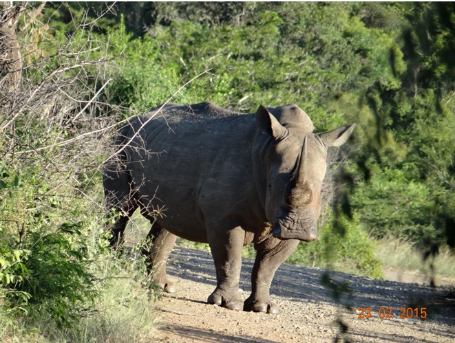 Durban 2 day safari tour; Rhino on the road