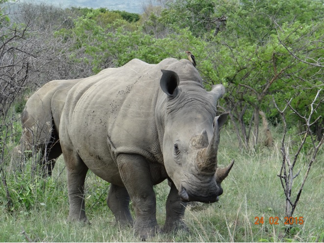 Durban 2 day safari tour; Rhino