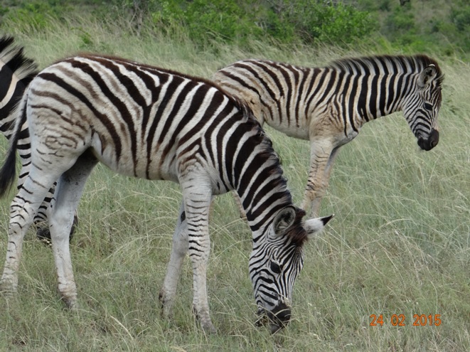 Durban 2 day safari tour; Zebra fouls