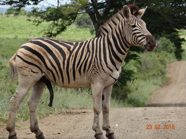 Durban 2 day safari tour; Zebra showing off