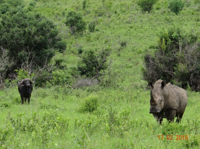 Durban 2 day safari; two of the Big 5 in one picture