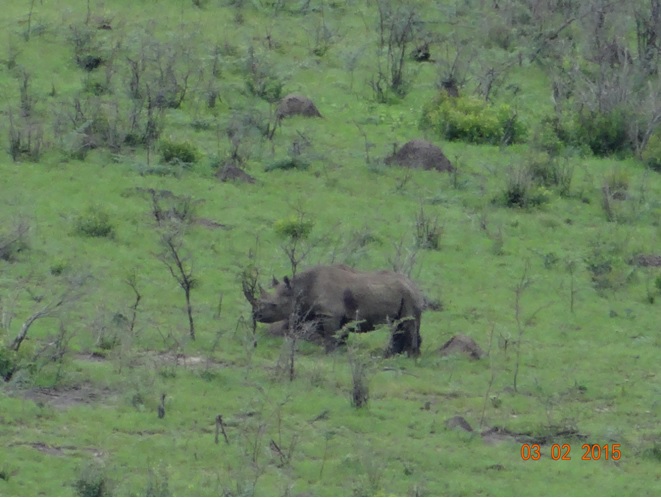 Durban day safari; Black Rhino
