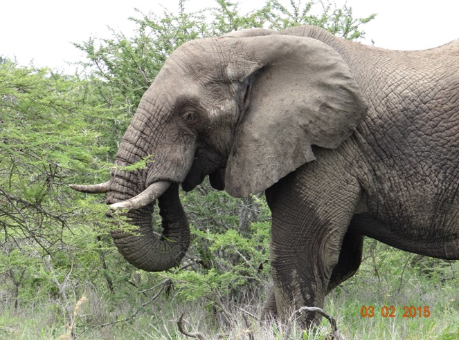Durban day safari; Elephant bull