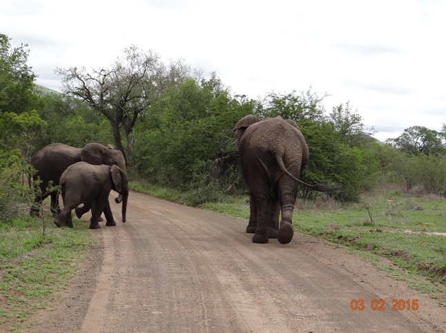 Durban day safari; Elephants crossing the road