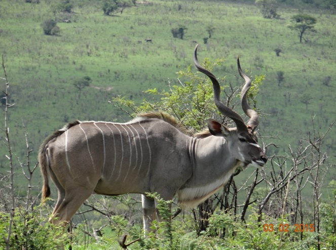 Durban day safari; Kudu Bull