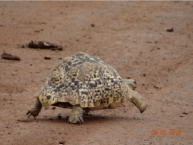 Durban day safari; Leopard Tortoise