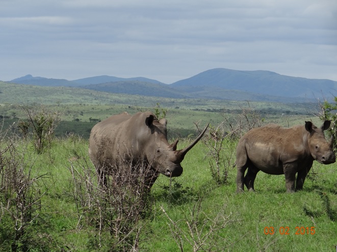 Durban day safari; Rhino mother and calf