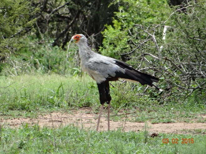 Durban day safari; Secretary Bird