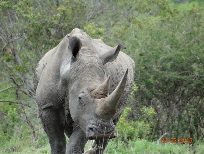 Durban day safari; White Rhino