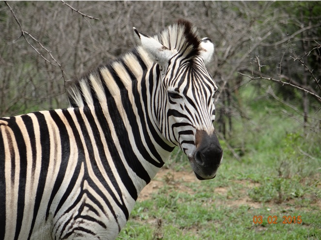 Durban day safari; Zebra