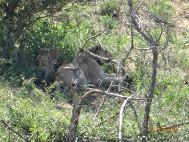 Durban day safari tour; Lioness with cubs