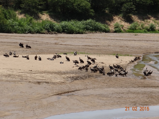 Durban day safari tour; Vultures