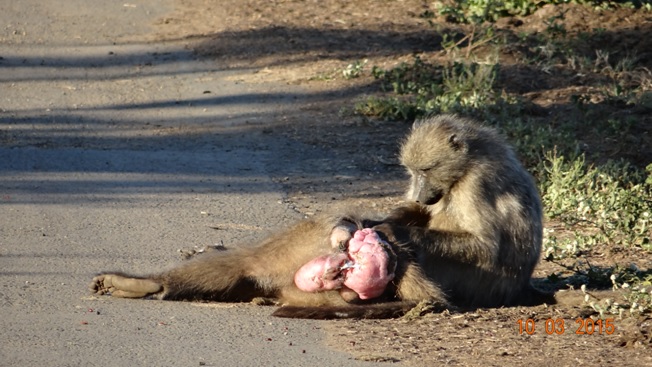 Durban 2 day safari; Baboons grooming