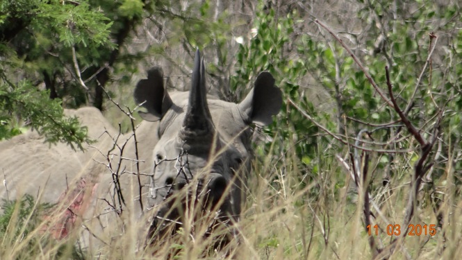 Durban 2 day safari; Black Rhino