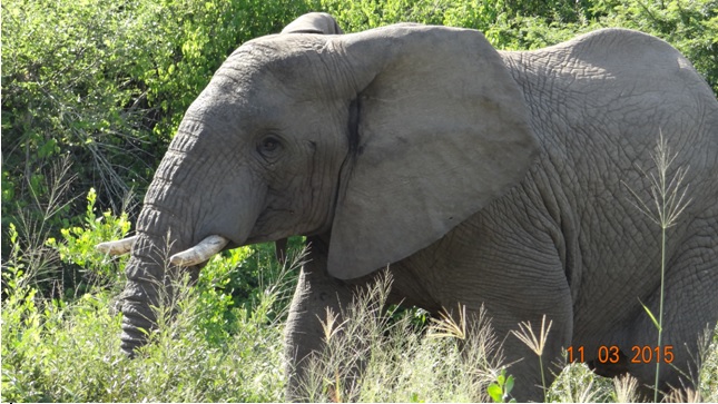 Durban 2 day safari; Bull Elephant