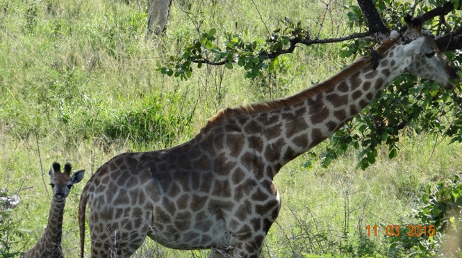 Durban 2 day safari; Giraffe mother and calf