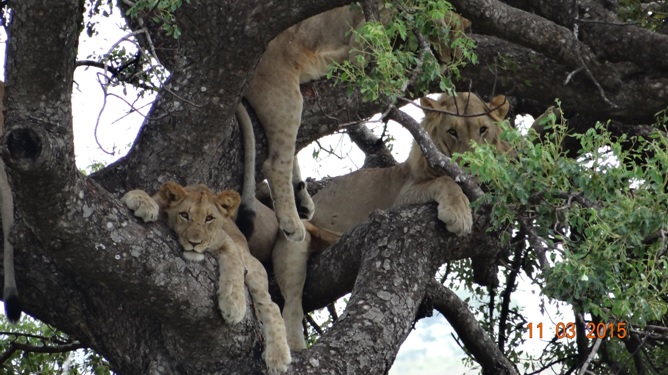 Durban 2 day safari; Tree climbing Lions of Hluhluwe