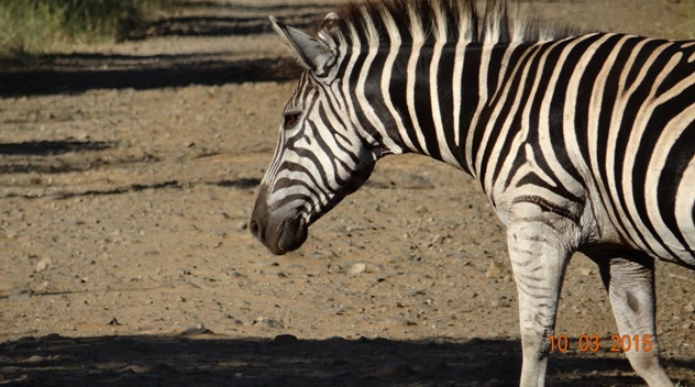 Durban 2 day safari; Zebra crossing