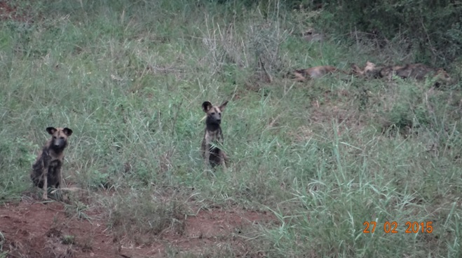 Durban 5 Day Tour; African Wild dogs